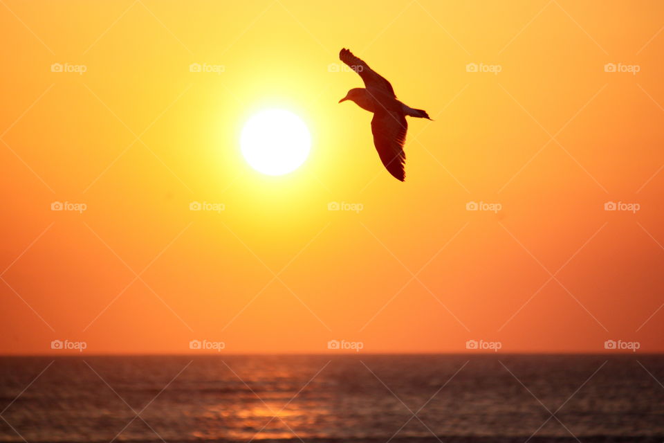 Seagull at sunrise