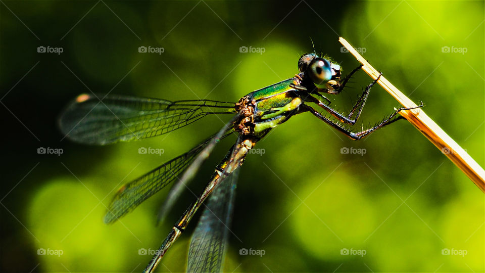 dragonfly