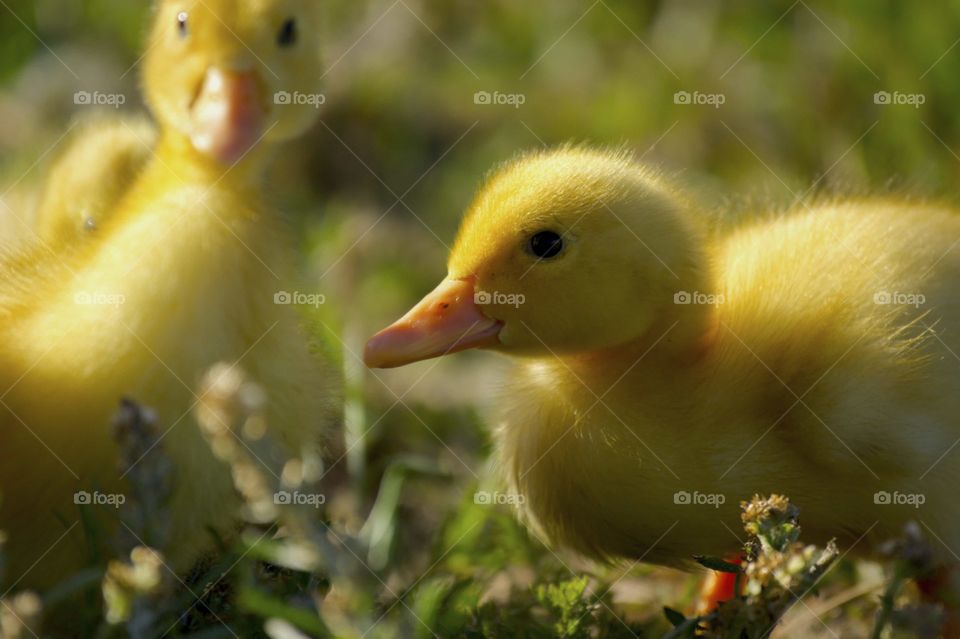 Ducklings