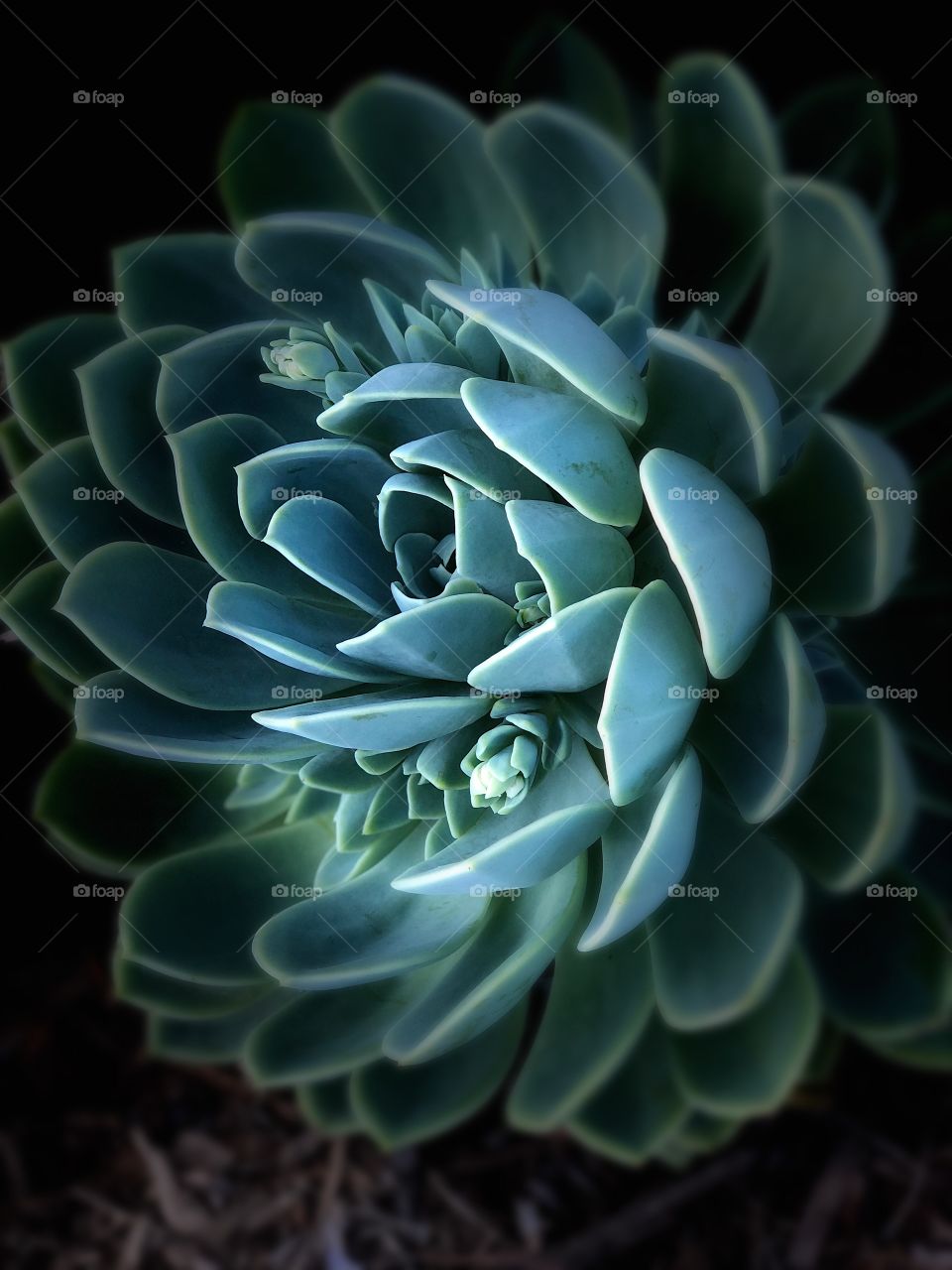 Beautiful and Stunning Succulent Fine Art! Perfect Canvas , Metal and Wall Art. 