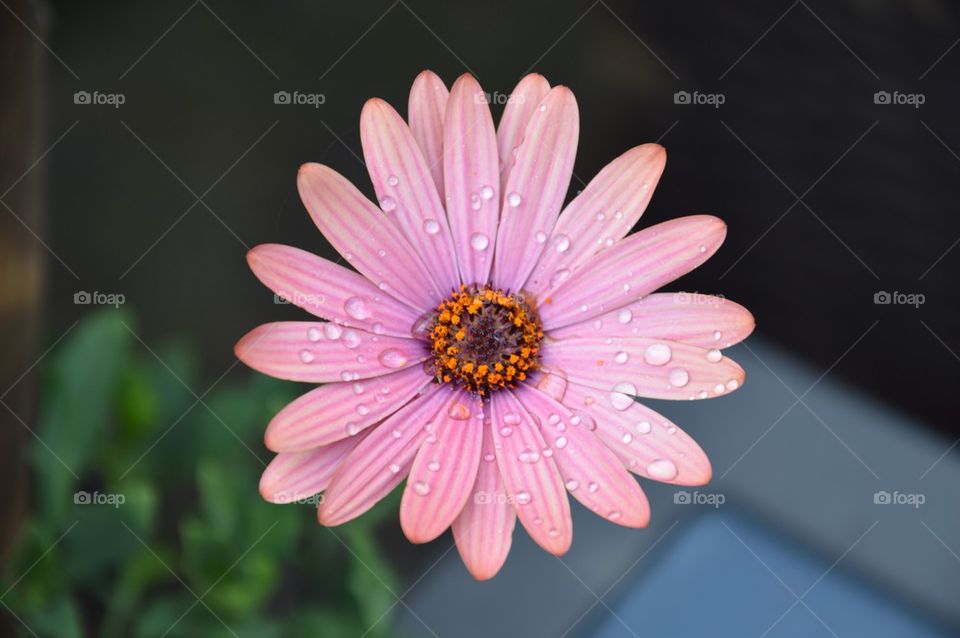 Pink flower