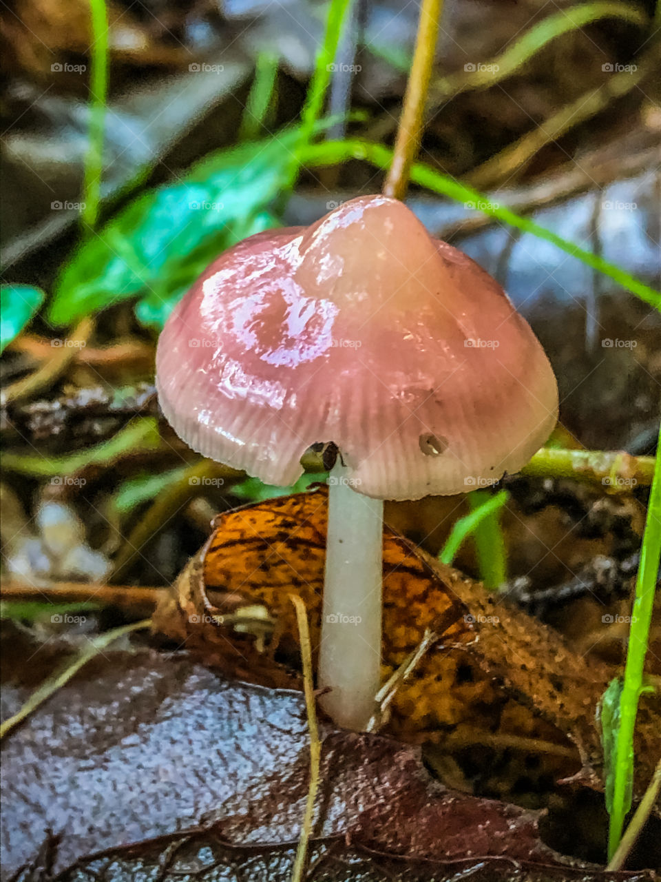 A tiny nipple shaped Mycenaceae fungus pokes out of the woodland leaf litter