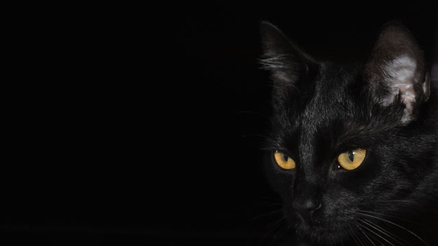 Anger Looking Black Cat Yellow Eyes