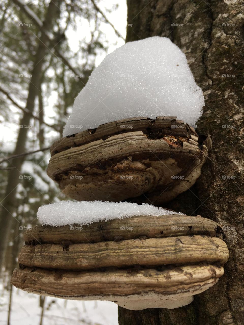 Nature’s Snow Shelf