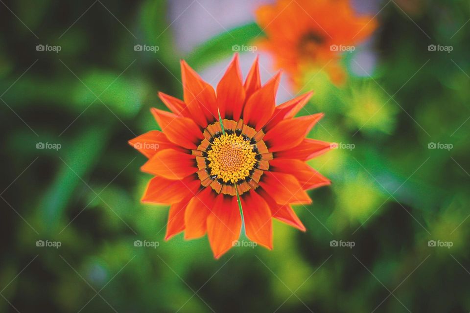 shallow focus photo of orange flower
