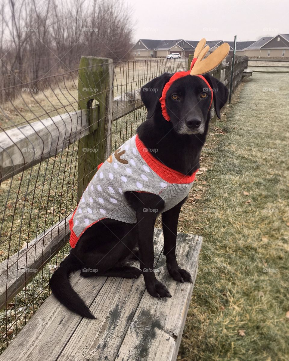 Dog Dressed up in a Reindeer sweater with Antlers