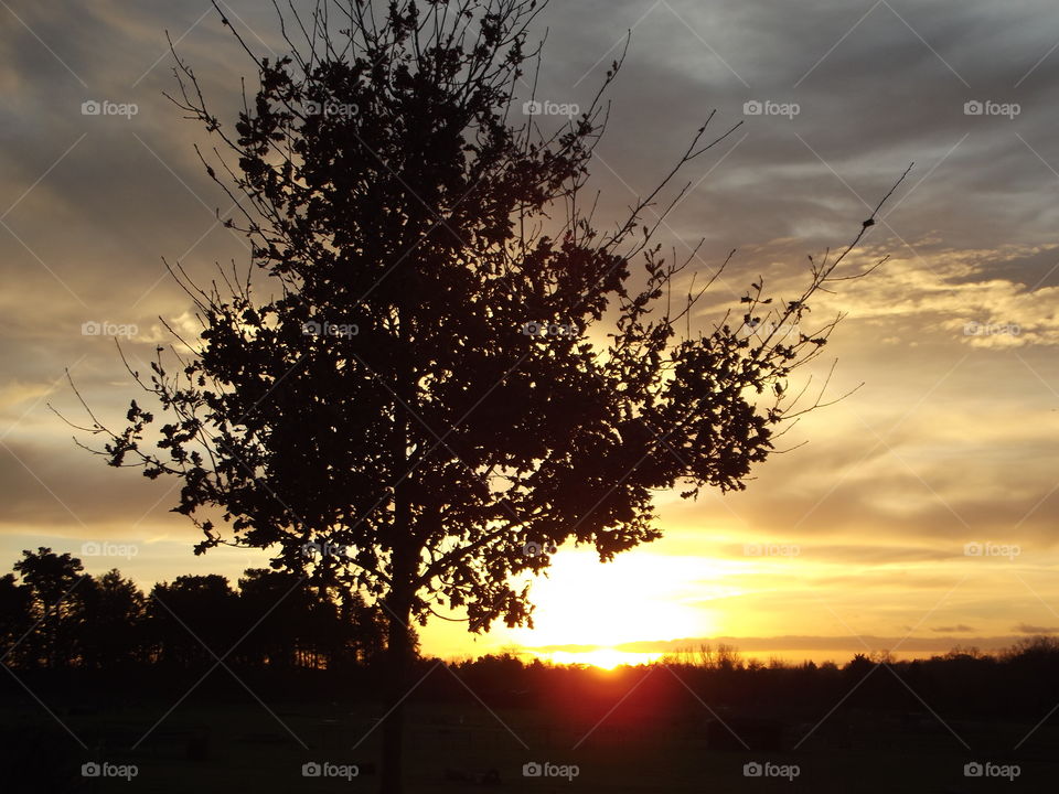 Tree At Sunset