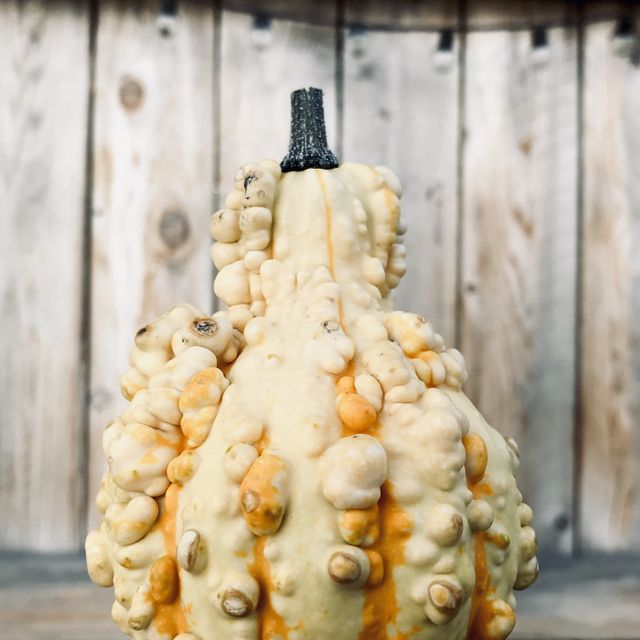 Autumn Gourds