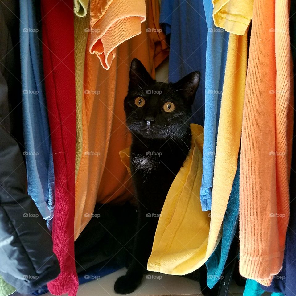 black cat and bright colors