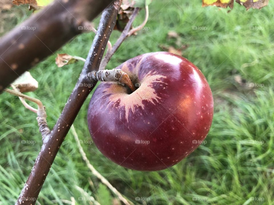 An apple a day keeps the doctor away