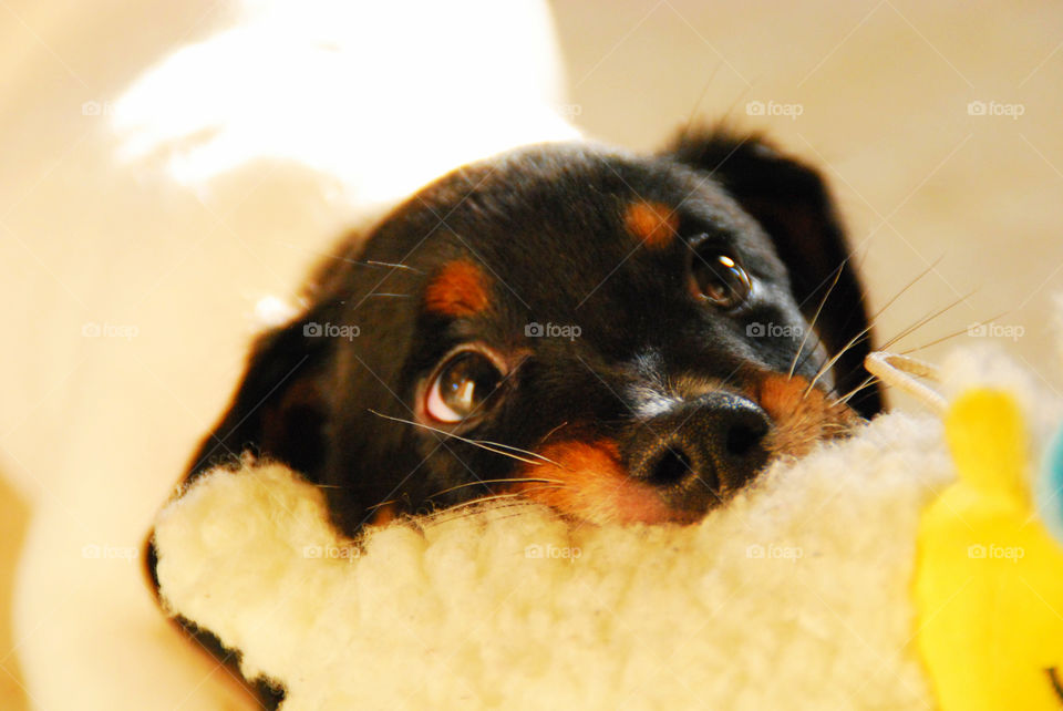 dog animal cute puppy by mrarflox