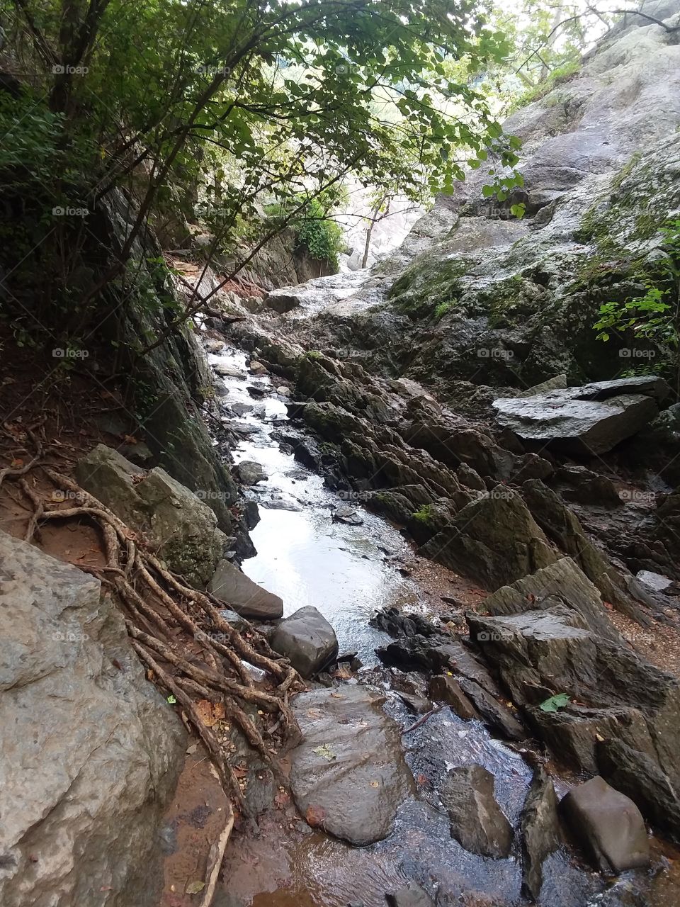 Greatfalls nature trail