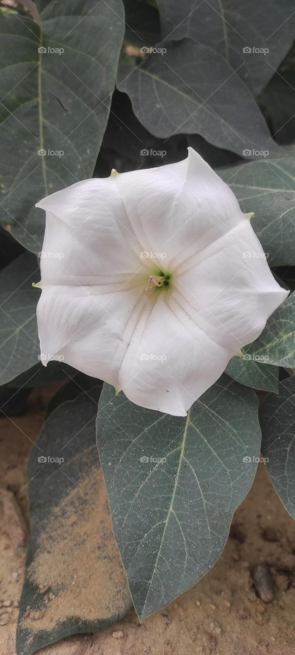 A white rose, wild in nature, very beautiful, Glory be to the Creator