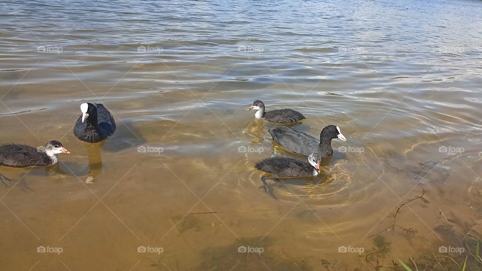 ducks family on a lake summer time mobile photography