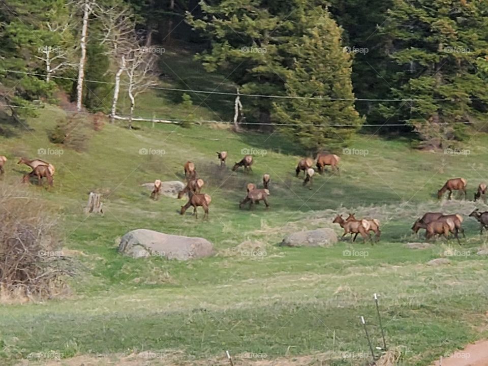 Elk Herd