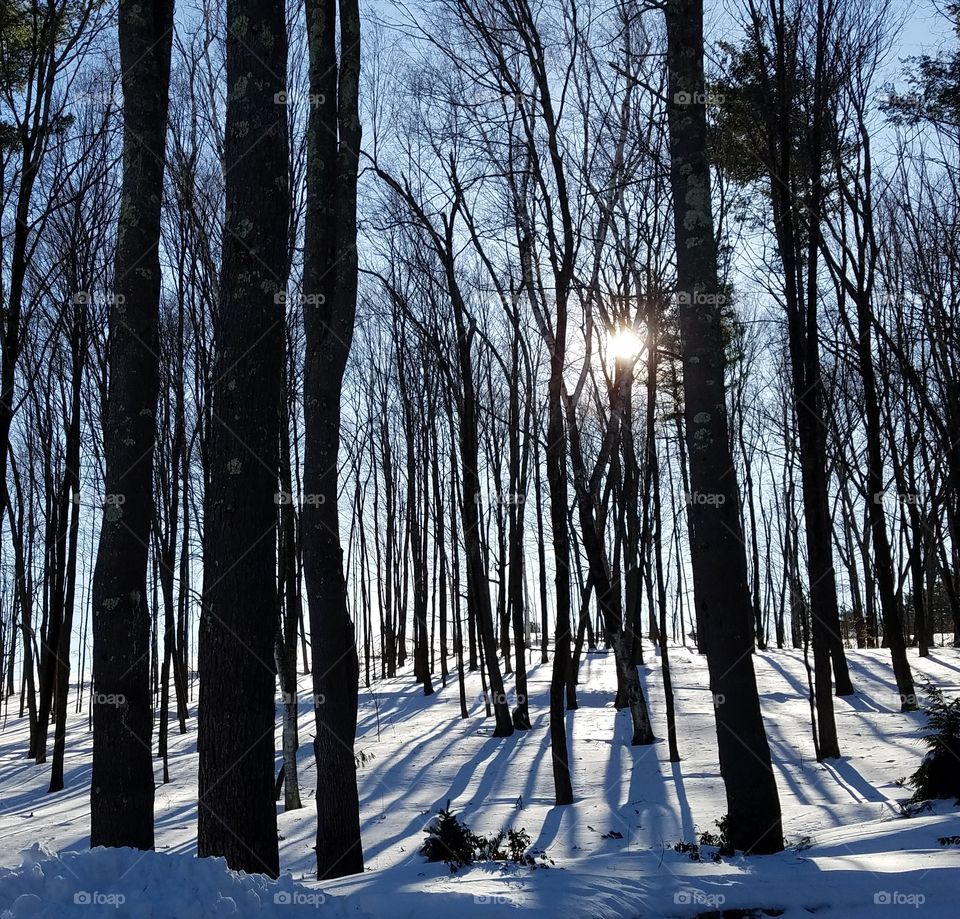tall trees in winter