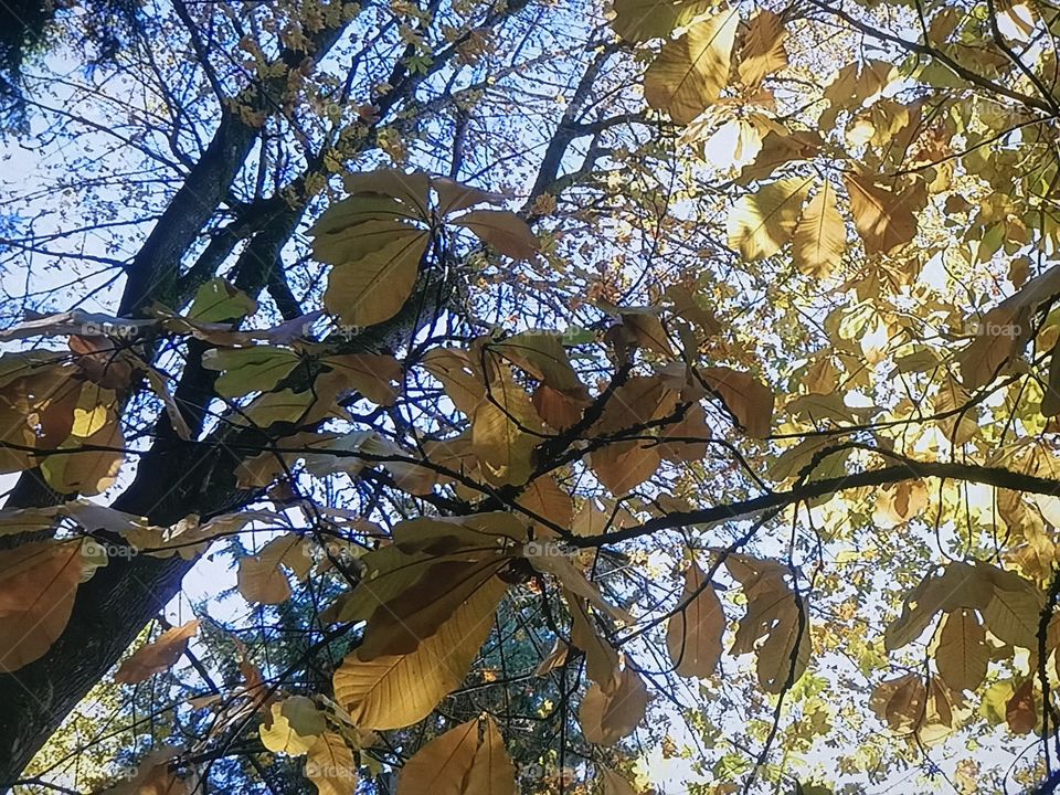 Washington Leaves