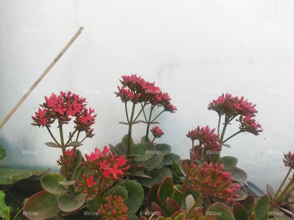 succulent flowering plant