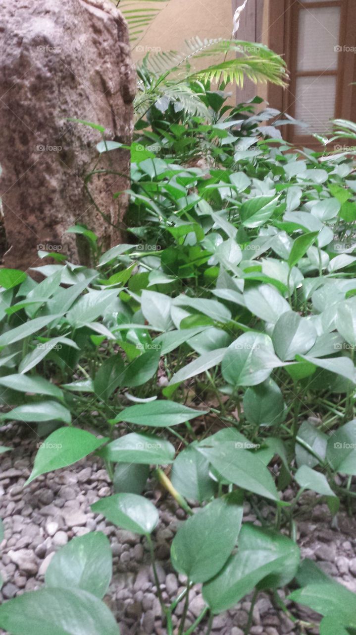 gardem foliage indoors