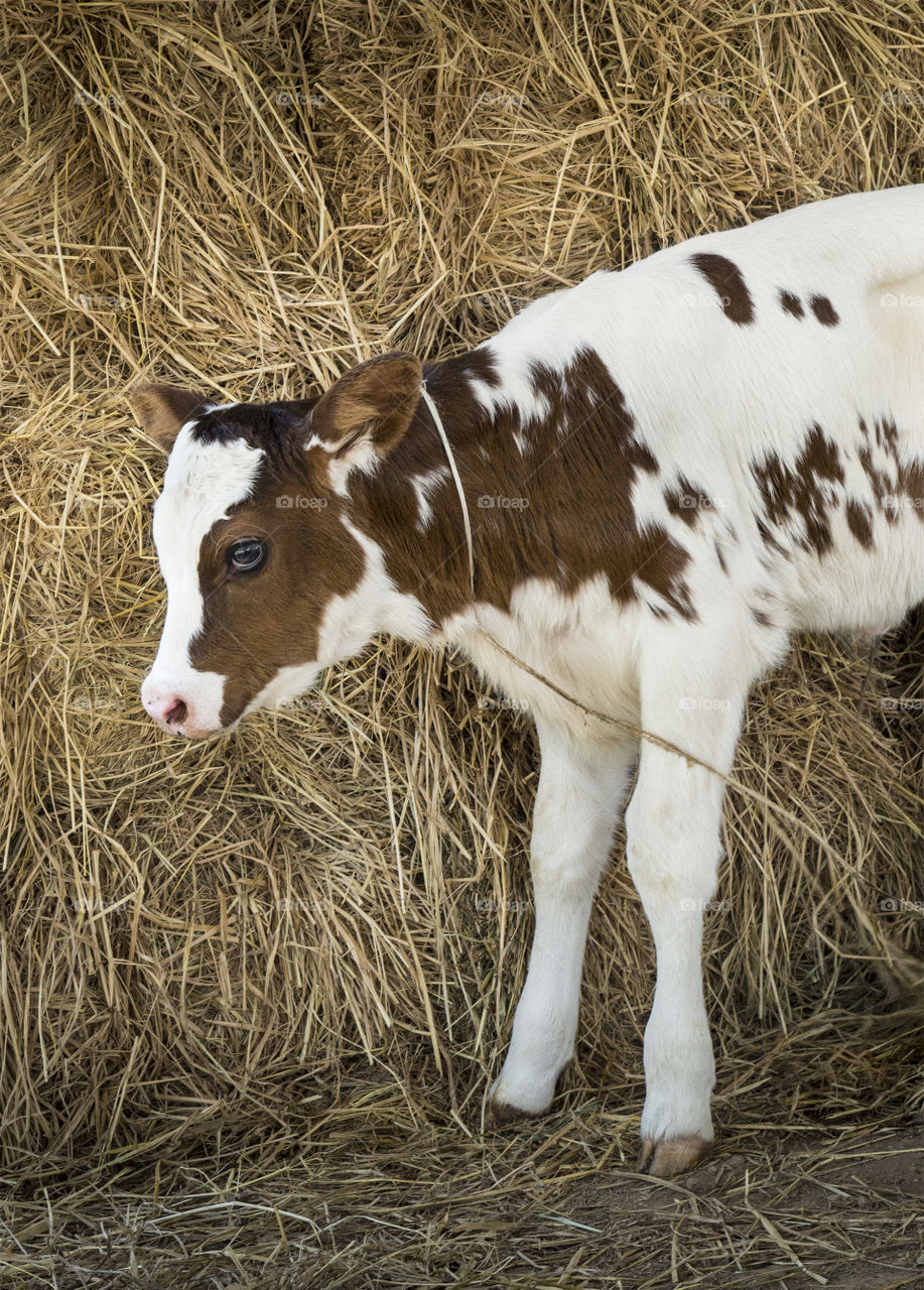 Profile of brown and white baby cow