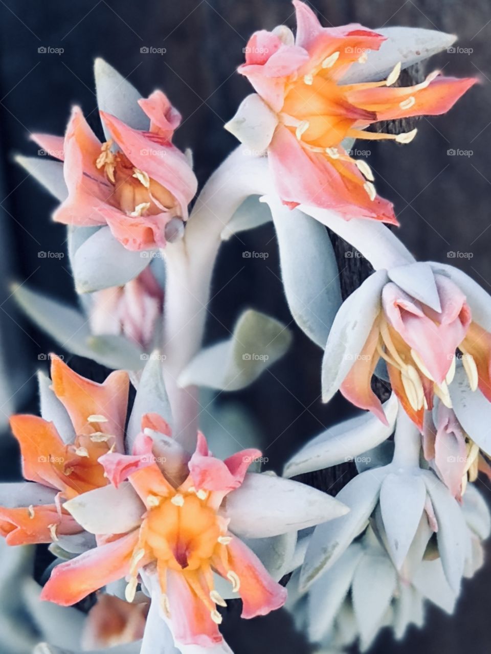 Succulent in bloom 