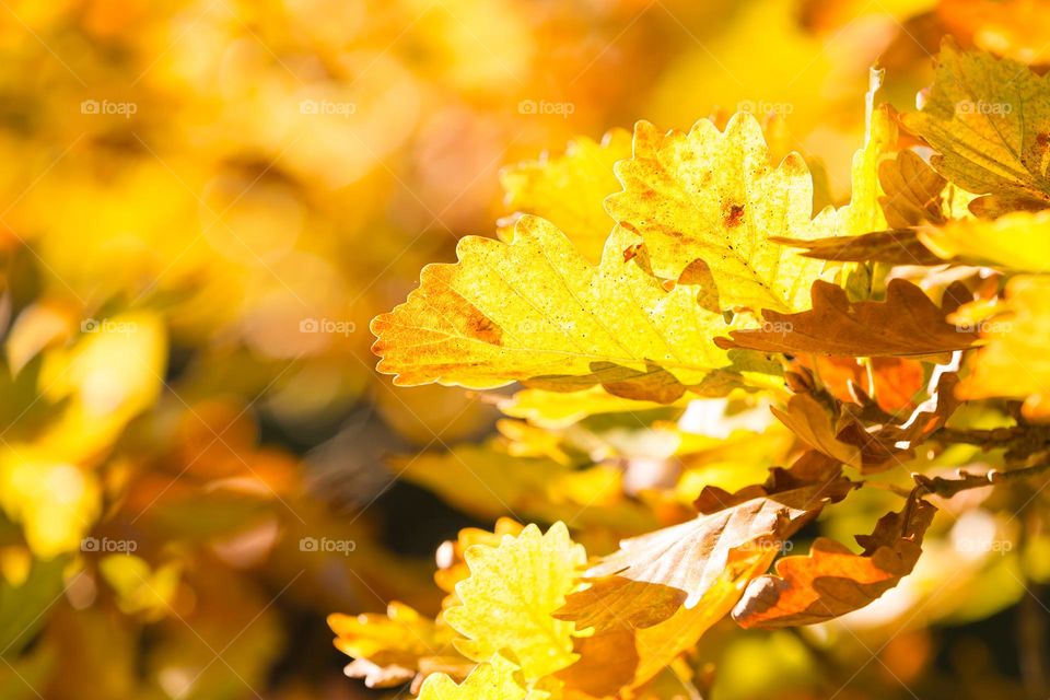 Closeup of oak tree leaves in warm autumn colors, shot in bright sunlight in the forest 