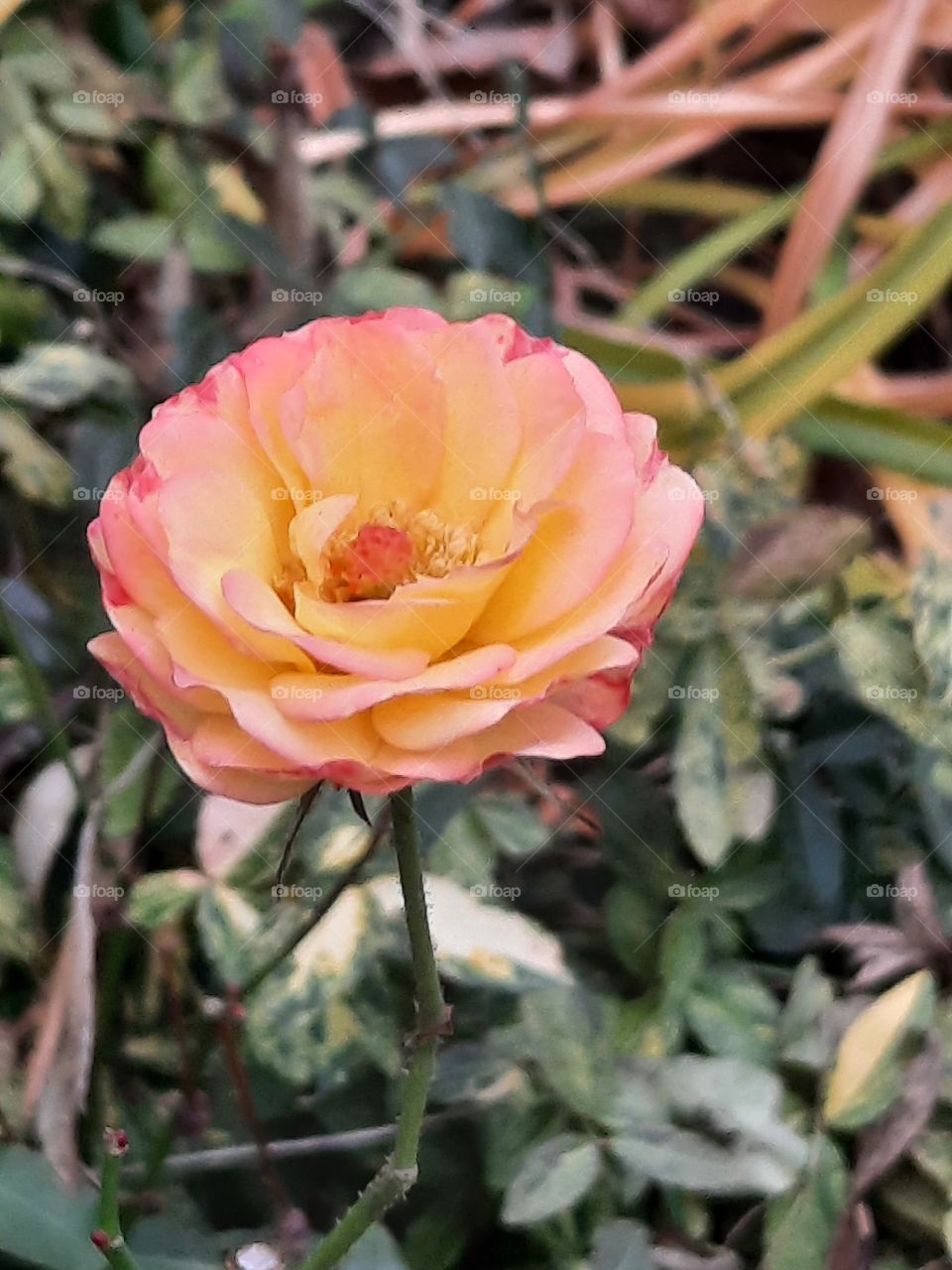 flowers in autumn  - pink peach coloured rose in November