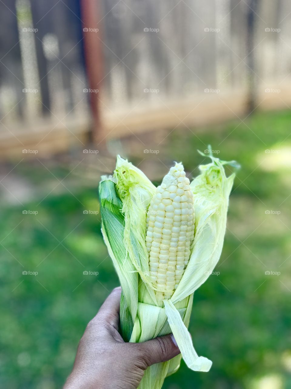 Fresh corn 🌽