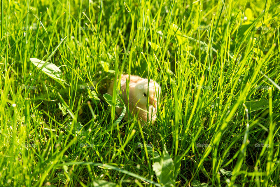 Chick in green grass