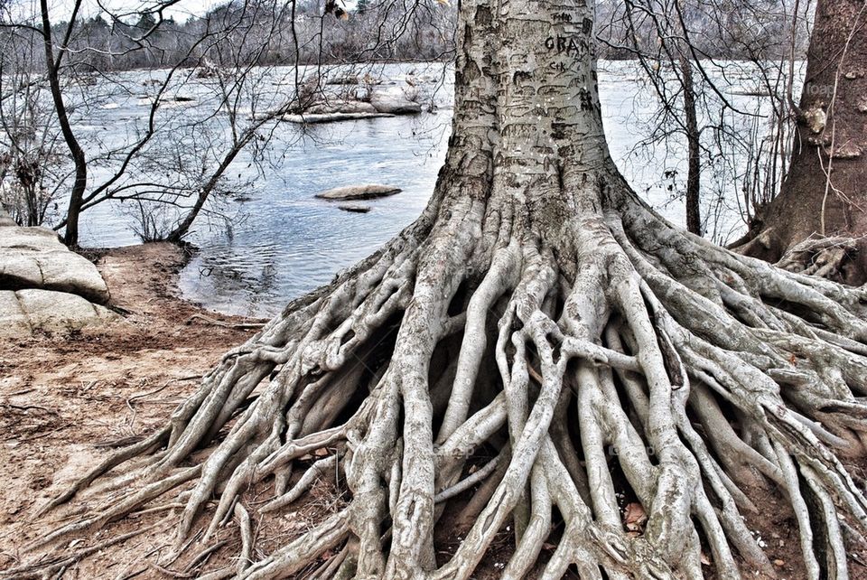 Deep roots