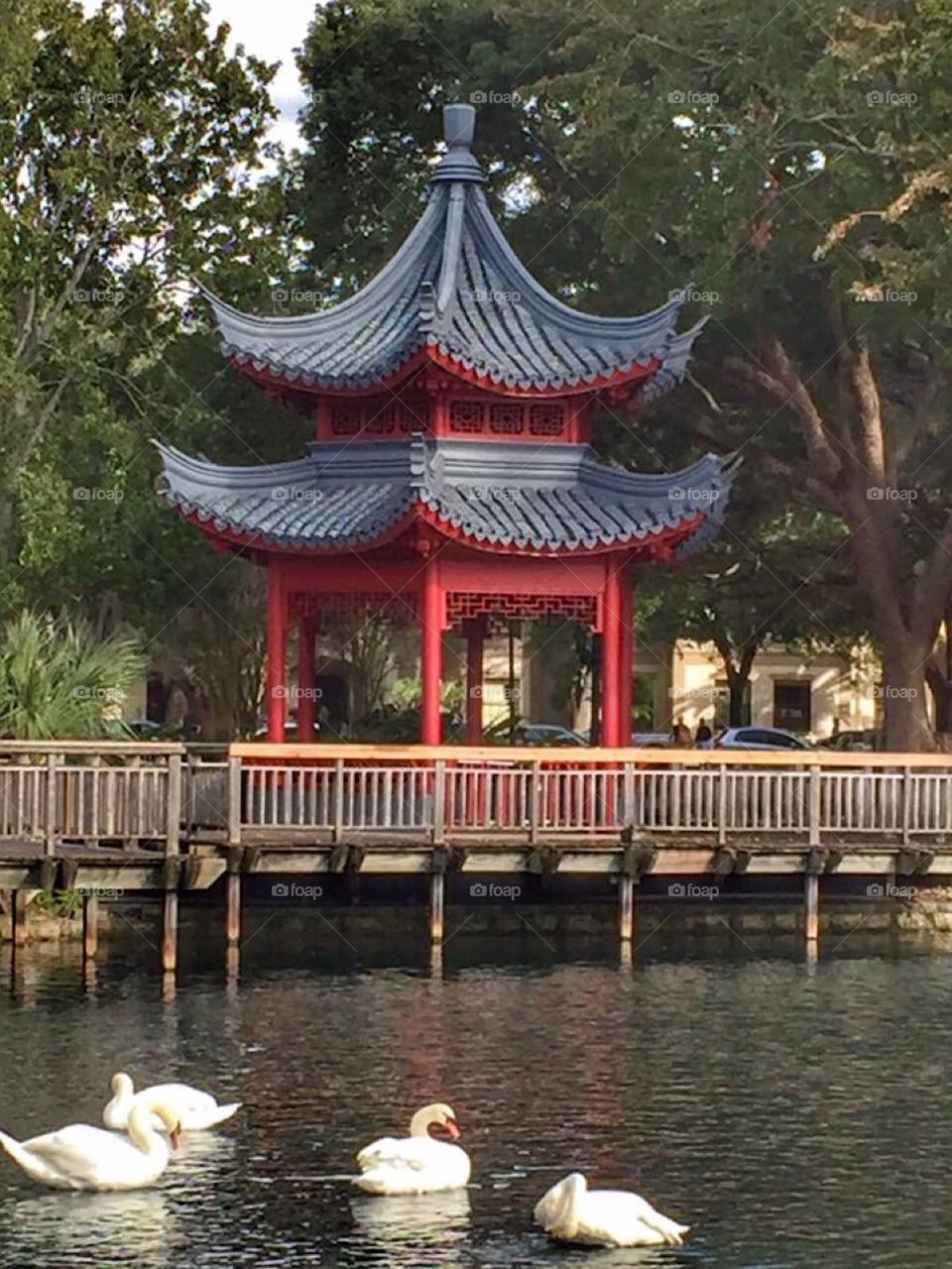 The Chinese ting red pagoda pavilion at Lake Eola Park in downtown Orlando Florida with the city’s trademark swans swimming in the lake.  A beautiful park in the middle of downtown Orlando.  Perfect for a stroll or run, enjoy nature or entertainment 