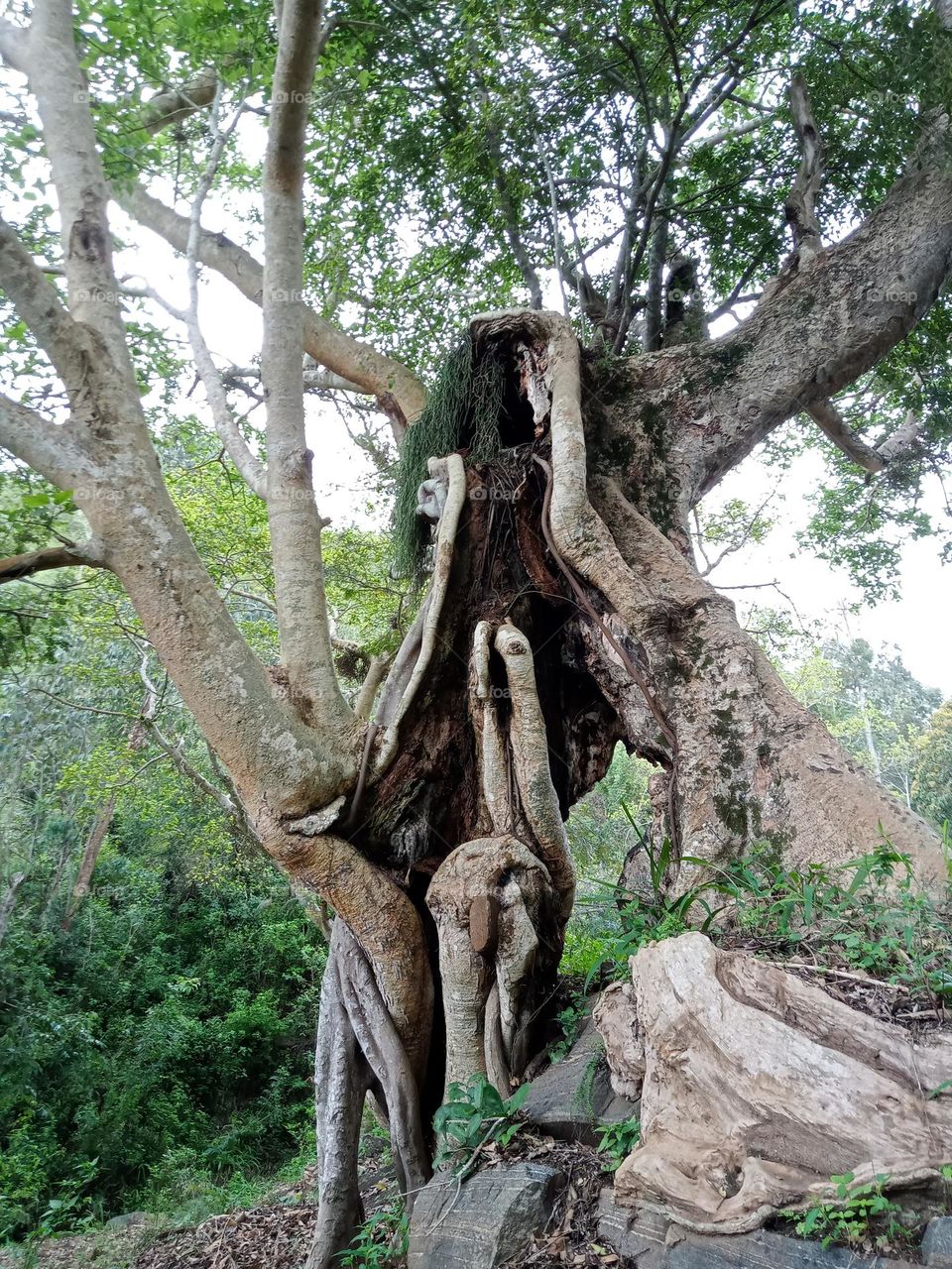 Ficus tree