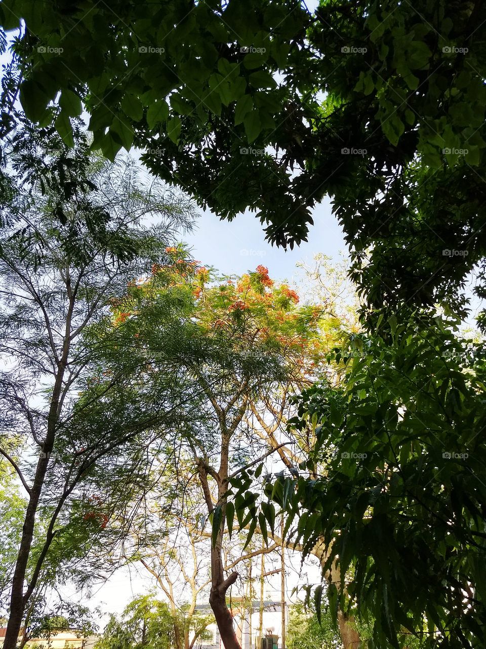 Plants, Trees and Jungle