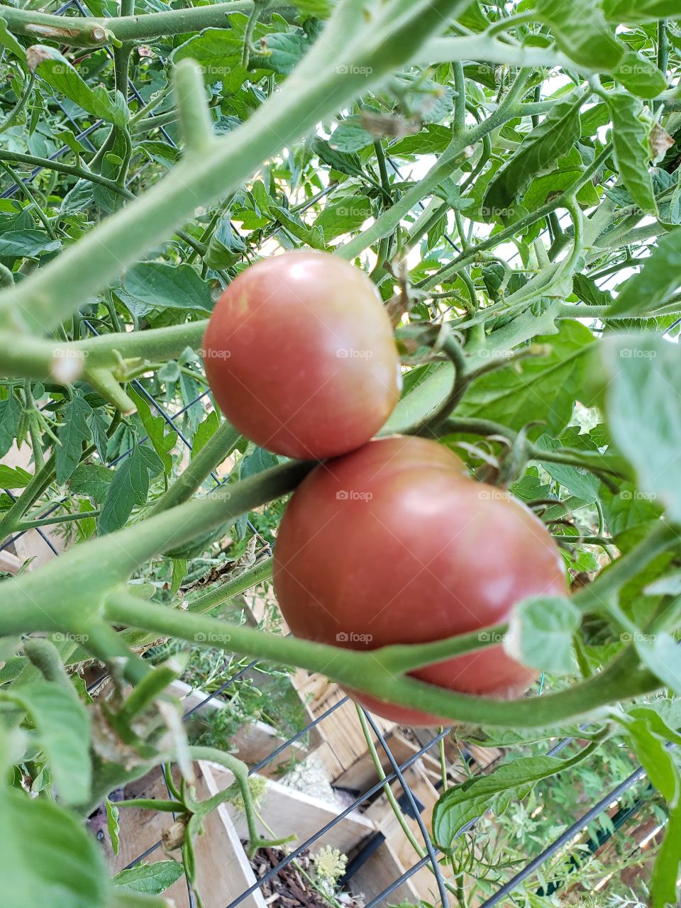 tomatoes
