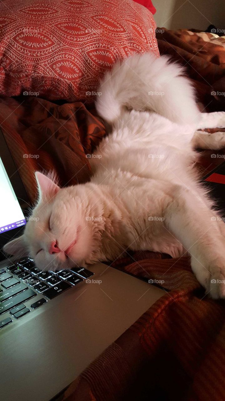 A content cat finds a warm spot to get attention from his owner.... her laptop.