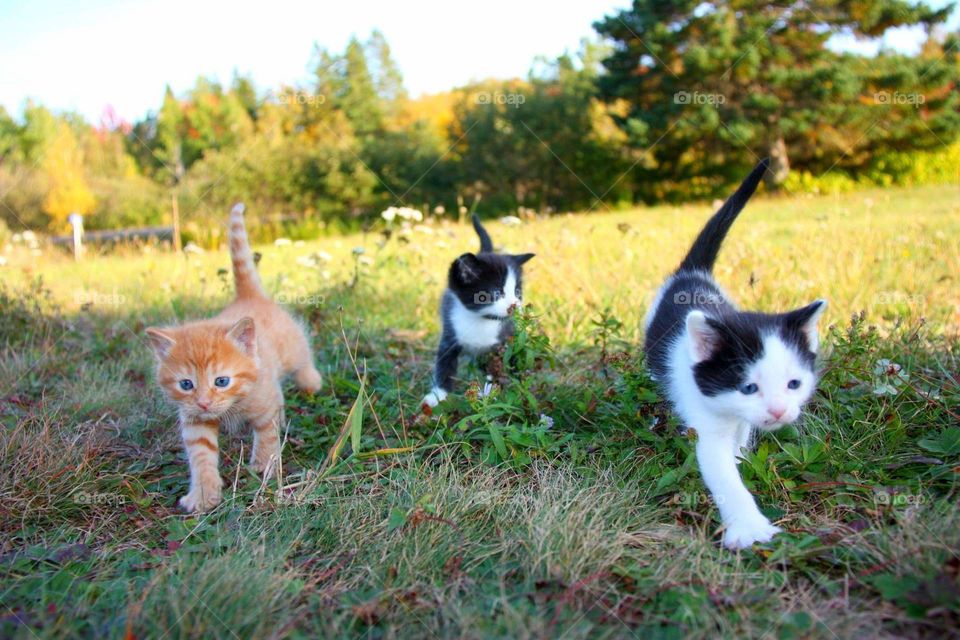 Kittens on the Prowl