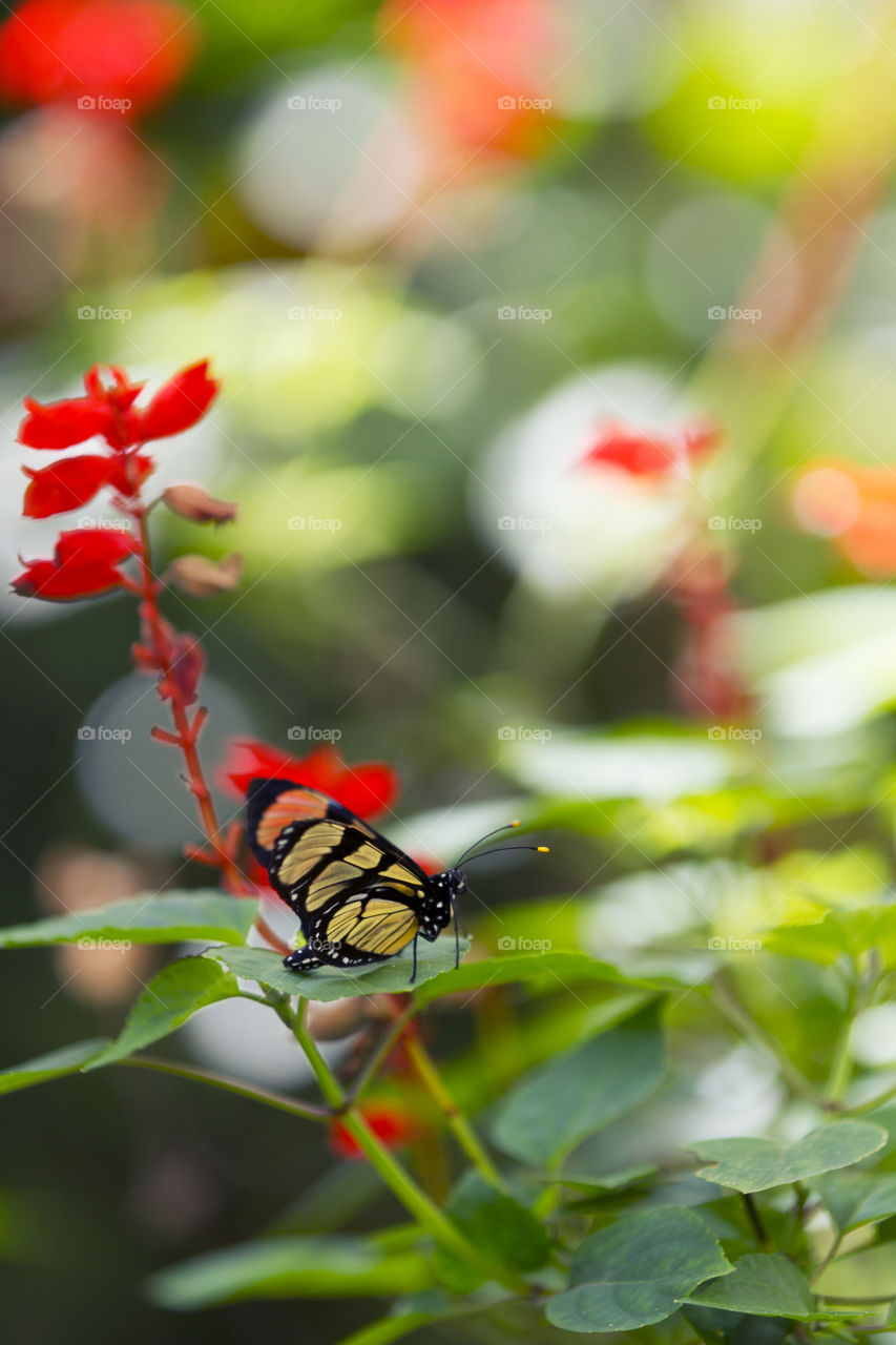 Beautiful butterfly.