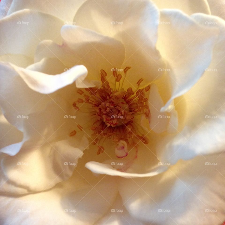 Full Bloom White Rose. This is one of the roses I received that went into full & then complete bloom. Very pretty when lit like I did.