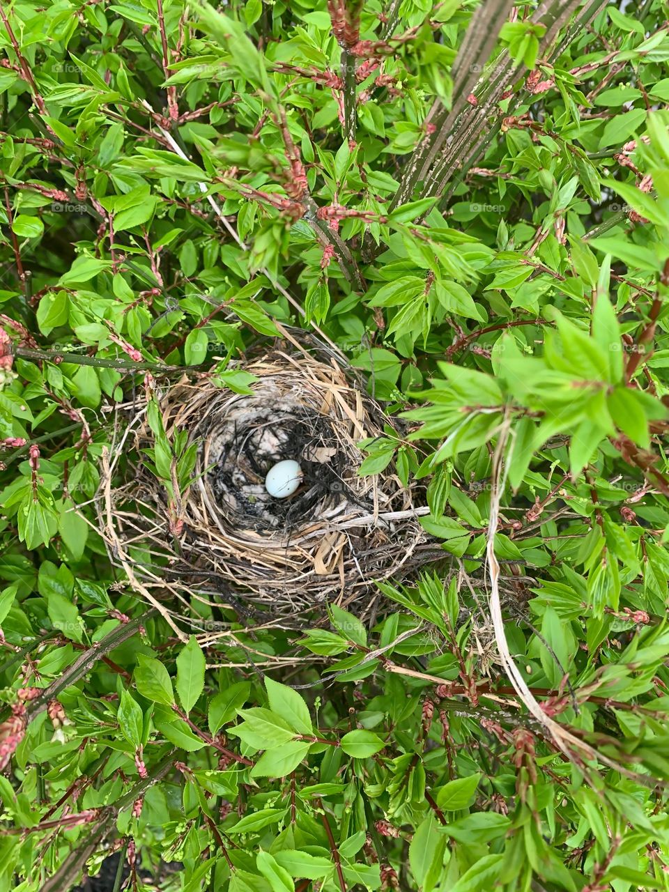 Nest in bush