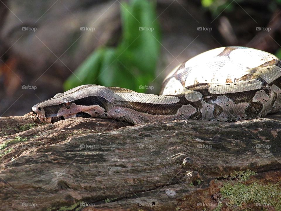 the snake (Boa constrictor ) with its subtlety and attention on a log resting