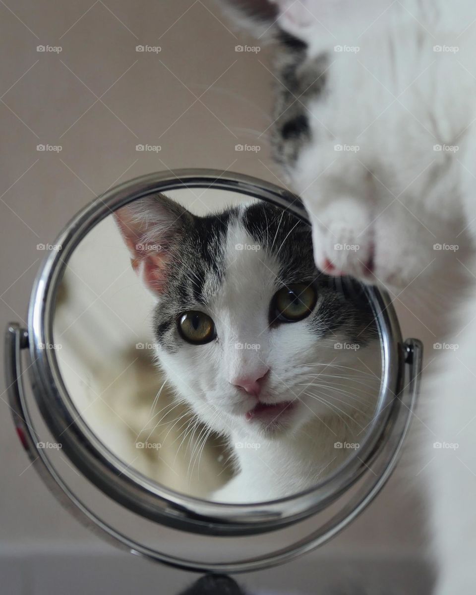 Mirror reflection of kitten