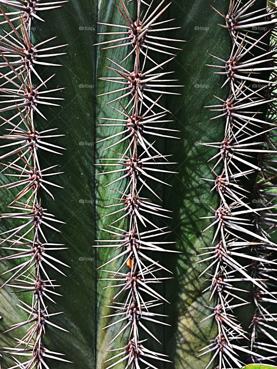 Cactus Spines