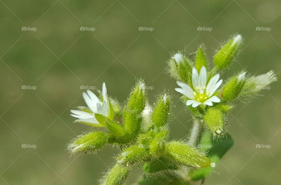 Ugly weeds, beautiful flowers