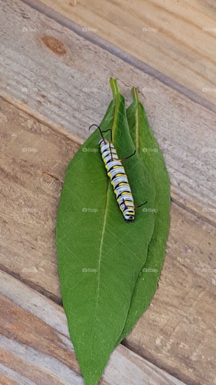king caterpillar