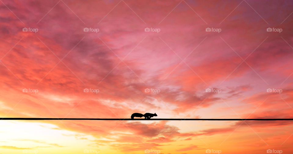 Silhouette of little Squirrel running over an electric wire against colorful sunset