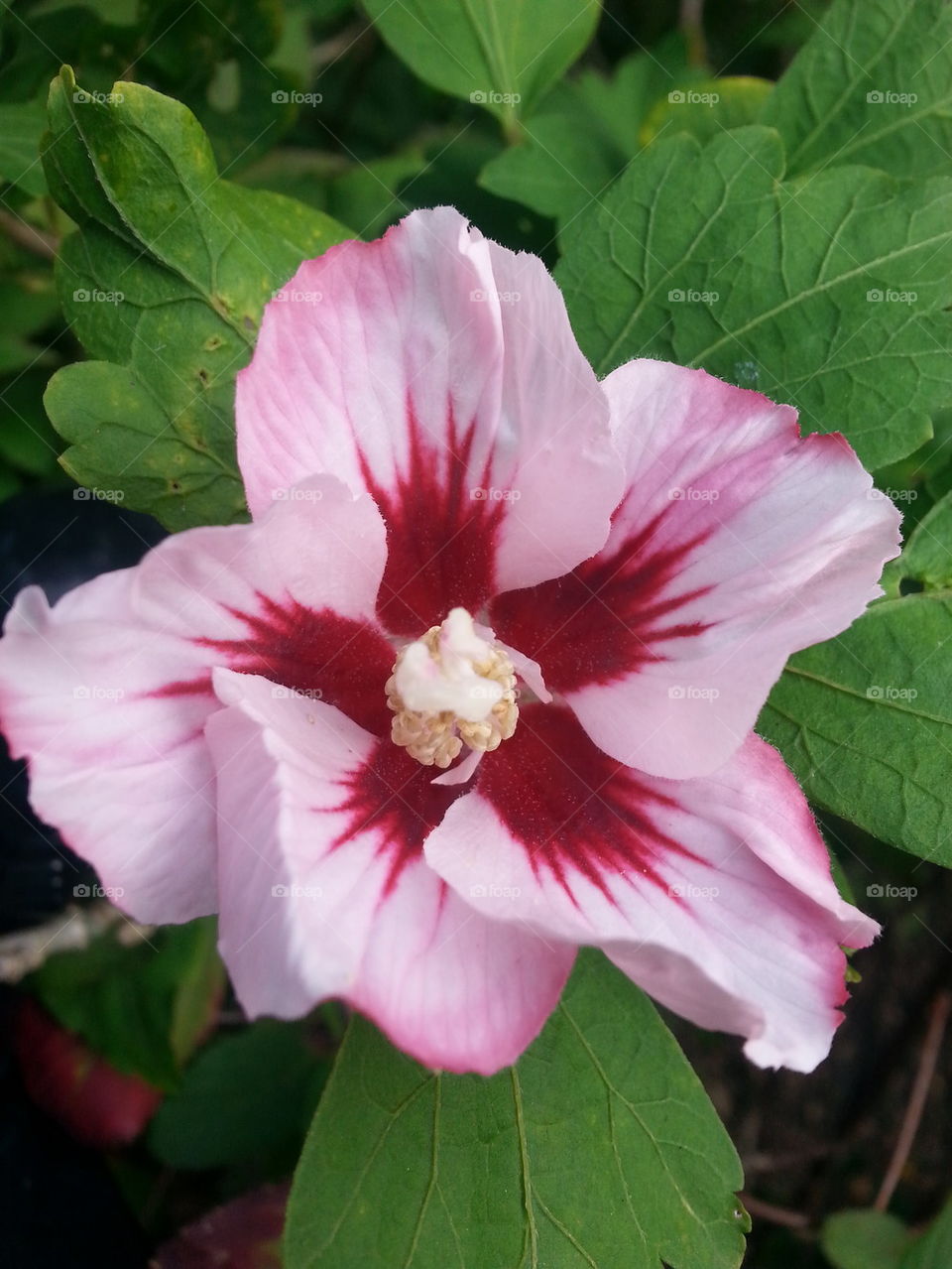 hibiscus