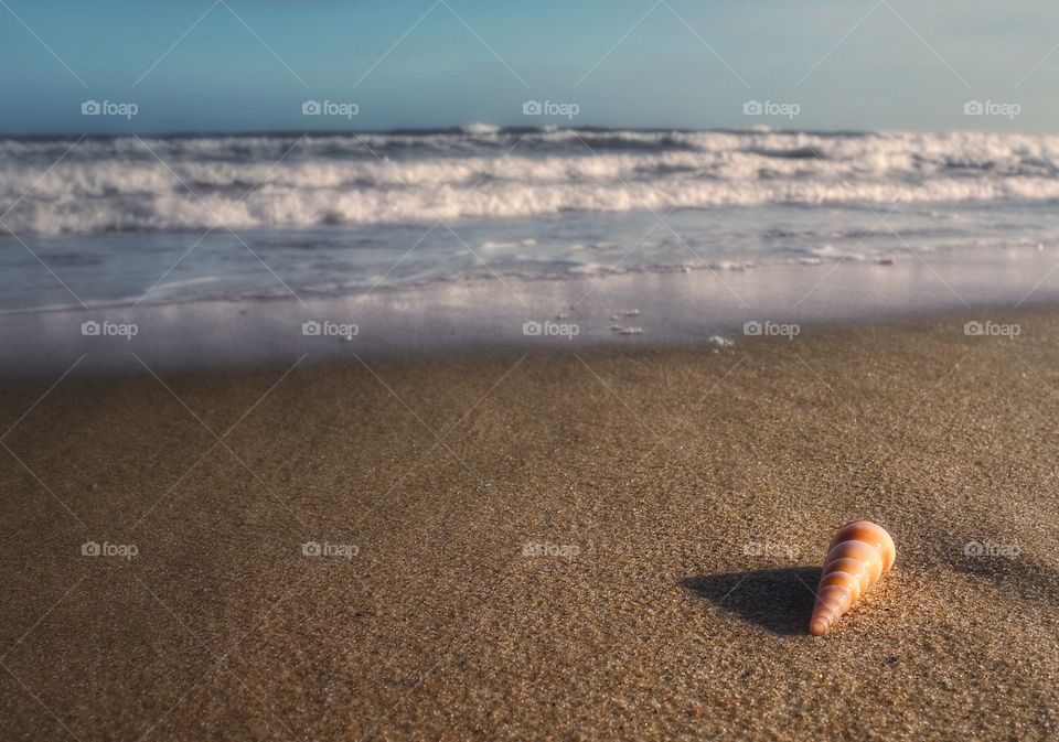 Seashell on beach