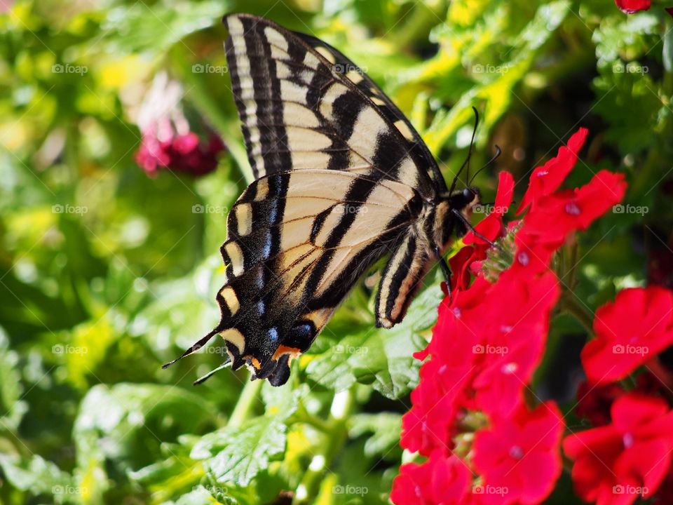 Butterfly pollinating on red flower