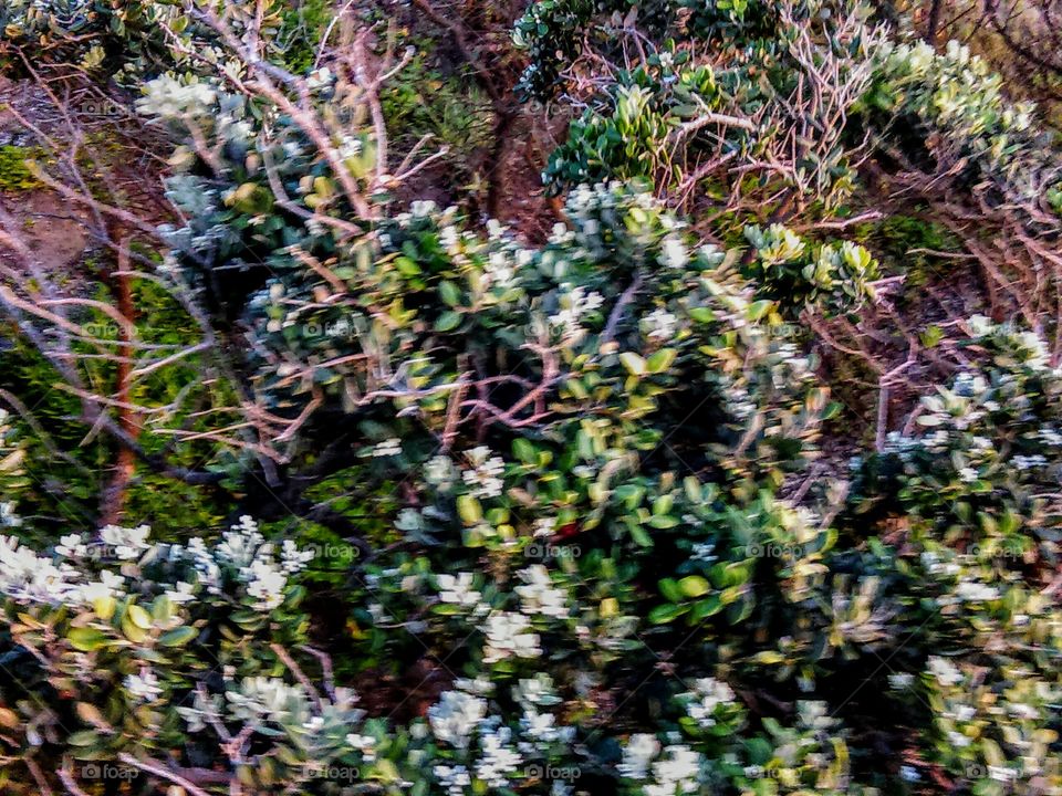 Manzanita & Coastal Sage Scrub