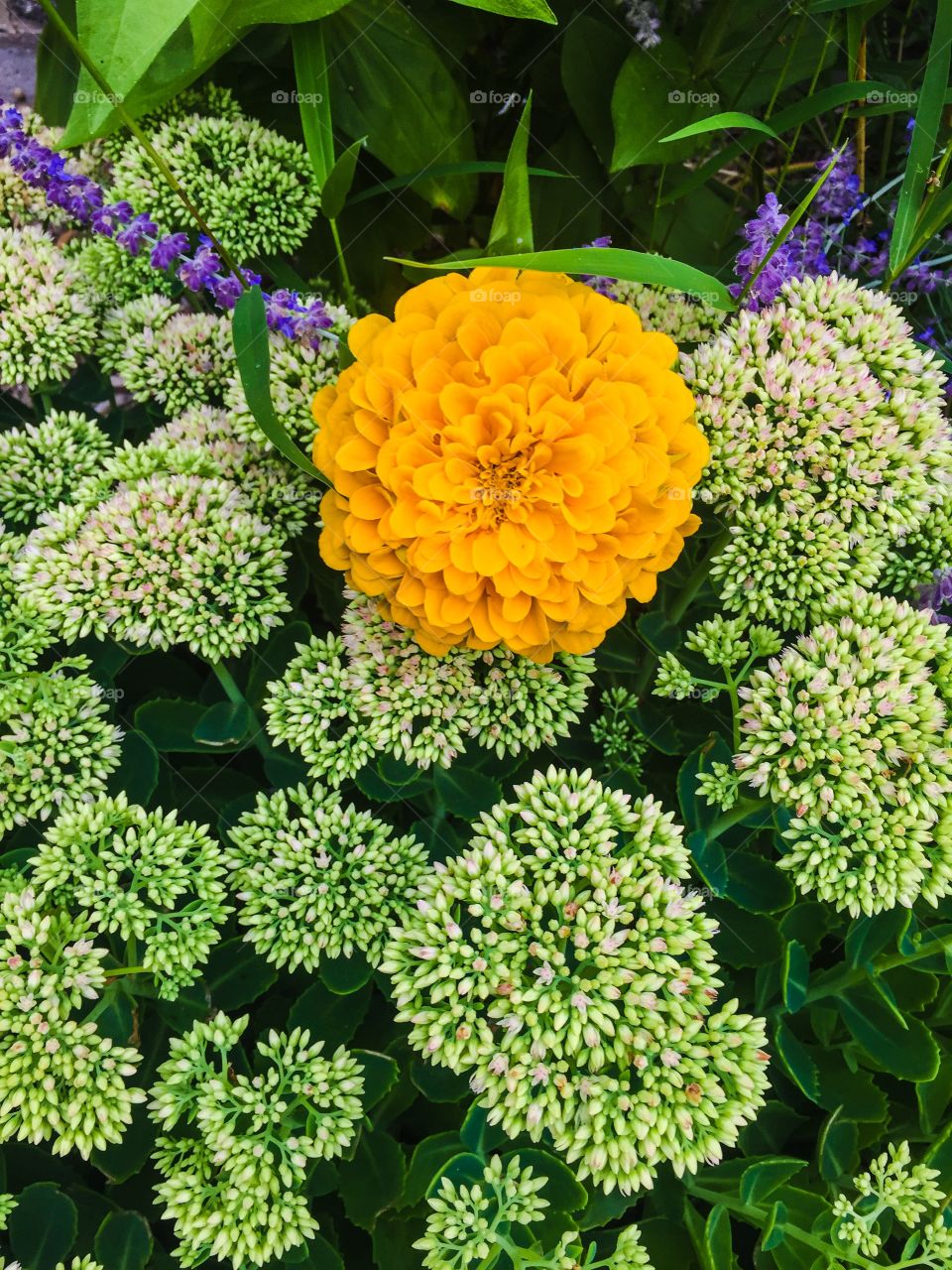 Yellow marigold bloom with budding green backdrop 